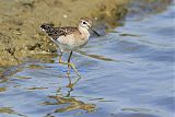 Common Greenshank